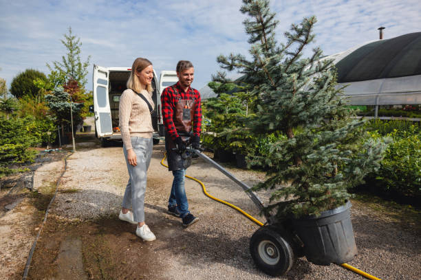 The Steps Involved in Our Tree Care Process in Floris, VA